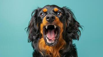 gordon setter, boos hond baren haar tanden, studio verlichting pastel achtergrond foto