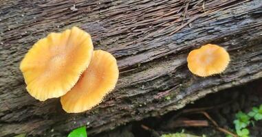 flammulina velutipes groeit wild Aan dood bomen. Hoewel winkel gekocht flammulina velutipes is meestal duidelijk wit, wild degenen kan worden gevonden in een verscheidenheid van kleuren. foto