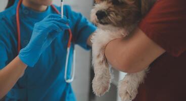 detailopname schot van dierenarts handen controle hond door stethoscoop in dierenarts kliniek foto