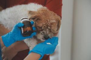 detailopname schot van dierenarts handen controle hond door stethoscoop in dierenarts kliniek foto