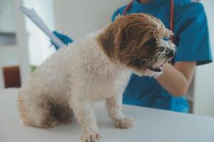 detailopname schot van dierenarts handen controle hond door stethoscoop in dierenarts kliniek foto