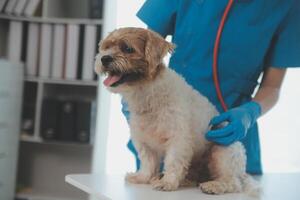 detailopname schot van dierenarts handen controle hond door stethoscoop in dierenarts kliniek foto