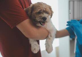 detailopname schot van dierenarts handen controle hond door stethoscoop in dierenarts kliniek foto