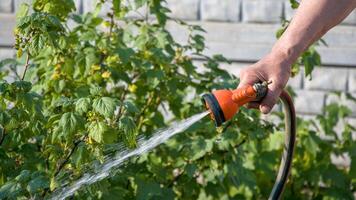 persoon gieter een terrestrisch fabriek met een slang in de tuin foto