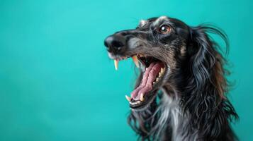 afghaan hond, boos hond baren haar tanden, studio verlichting pastel achtergrond foto