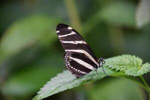 zwart en wit zebra vlinder met Vleugels Open foto