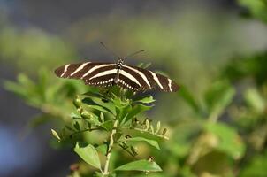 vlinder tuin met een gestreept zebra vlinder foto