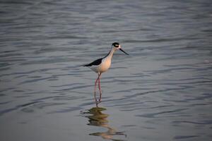 klaar zwart nek stelten in Ondiep water foto