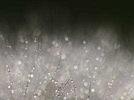 macrofotografie van paardebloem in de omgeving van almansa, spanje. foto