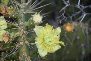 bloeiend geel opuntia cactus bloeiend in de warmte foto
