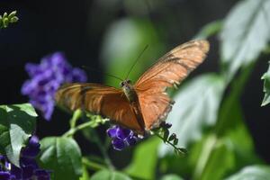 dichtbij omhoog van een vlam vlinder met Vleugels Open foto