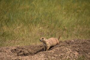 prairie hond graven een hol Aan een prairie foto