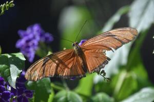 prachtig vlam vlinder met Vleugels breed Open foto