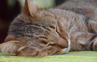 resting tijger kat in slaap in de dagen warmte foto