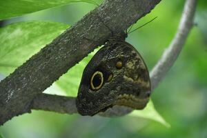 schuur uil vlinder Aan een boom Afdeling foto
