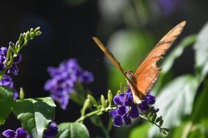 julia vlinder Aan Purper bloemen in een tuin foto