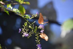 paar- van vlam vlinders in een tuin foto