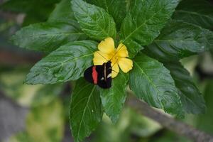 mooi postbode vlinder Aan bloeiend geel bloem foto