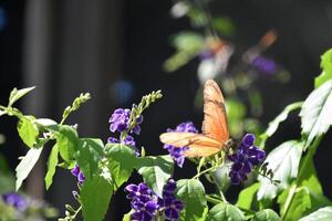 vlam vlinder Aan Purper bloemen in een tuin foto