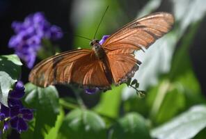 vlam vlinder met Vleugels Open in een tuin foto