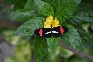 postbode vlinder met Vleugels verspreiding werkelijk breed foto