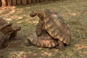 groot herbivoor aangespoord schildpadden paring foto