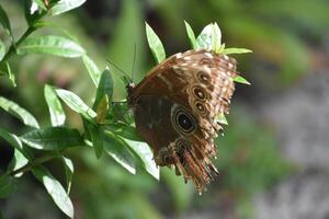 oog vlekken Aan de Vleugels van een schuur uil vlinder foto