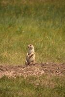 vrouw prairie hond staand Aan heupen over- gat foto