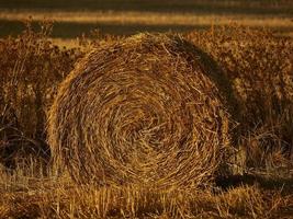 strobalen in een graanveld vroeg in de ochtend, almansa, spanje foto