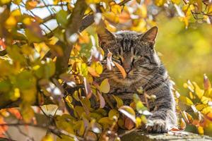 kat te midden van herfst bladeren 2 foto