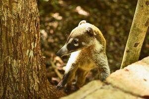 coati midden in het bos foto