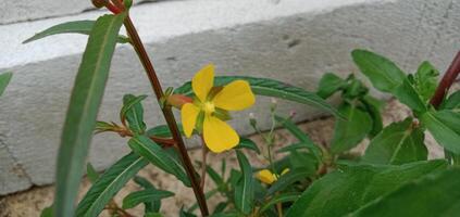foto van geel bloemen met gras achtergrond
