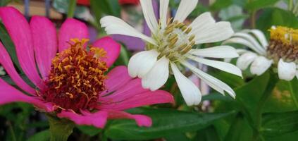 foto van bloemen met gebladerte achtergrond