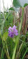 foto van water hyacint bloemen met gras achtergrond