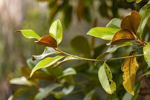 magnolia gebladerte detail foto