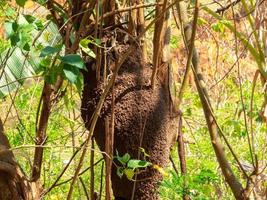 termietennest in kolonie op boom. deze insecten zijn verantwoordelijk voor het vernietigen van houten voorwerpen en huizen. foto