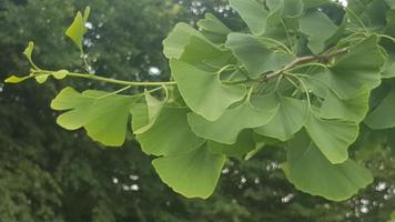 ginko biloba boom in de tuin foto