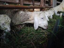 schapen aan het eten gras in de kooi foto