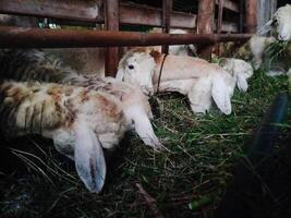 schapen aan het eten gras in de kooi foto