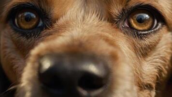 een dichtbij omhoog van een honden gezicht met groot ogen foto