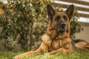 Duitse herder hond in weide foto