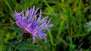 herfst paarse bloem. foto