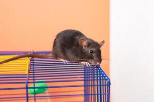 zwart Rat Aan blauw en geel draad kooi. studio huisdier portret. foto