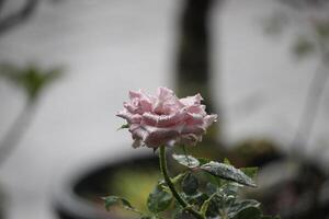 Purper rozen blootgesteld naar regenwater met een wazig achtergrond foto