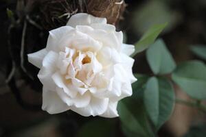 dichtbij omhoog van wit rozen met een wazig achtergrond, in voorkant van de terras van de huis foto