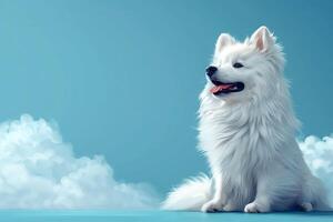 majestueus wit spits hond staat alarm tegen een sereen turkoois achtergrond, portret van evenwicht foto