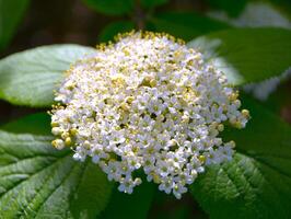 viburnum lantana, blumen in einer nahaufnahme. wit bloeiwijze van Aan een Afdeling van een fabriek gebeld viburnum lantana aureum detailopname. foto