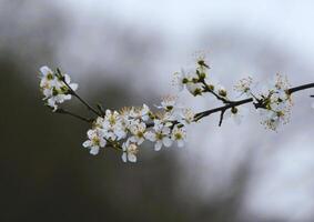 wit bloemen Aan struik. voorjaar kers appel bloesem. de wit roos is bloeiend. foto