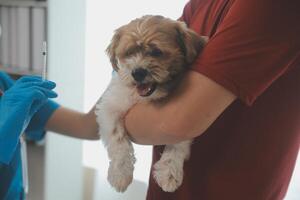 detailopname schot van dierenarts handen controle hond door stethoscoop in dierenarts kliniek foto