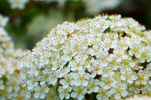 foto van jong bloeiend vuurdoorn fabriek pyracantha in de tuin. foto van jong bloeiend vuurdoorn fabriek pyracantha in de tuin.